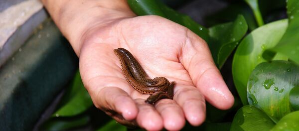 sangsues - Sputnik Afrique