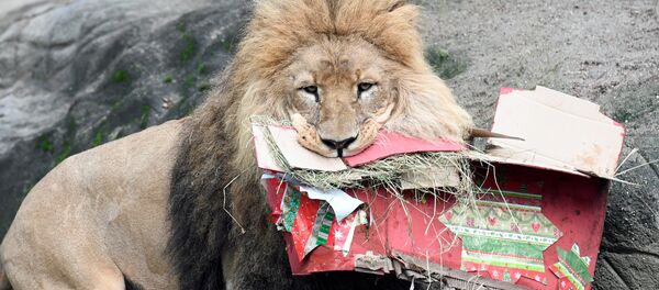 A lion opens up Christmas presents in his enclosure in Hagenbeck's zoo in Hamburg, Germany December 23, 2016 - Sputnik Afrique
