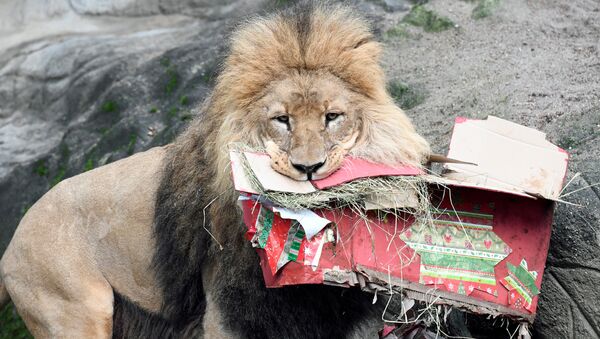 A lion opens up Christmas presents in his enclosure in Hagenbeck's zoo in Hamburg, Germany December 23, 2016 - Sputnik Afrique