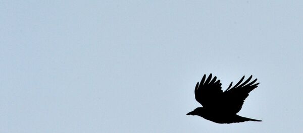 Un oiseau - Sputnik Afrique