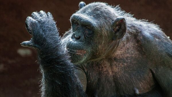 Un chimpanzé - Sputnik Afrique