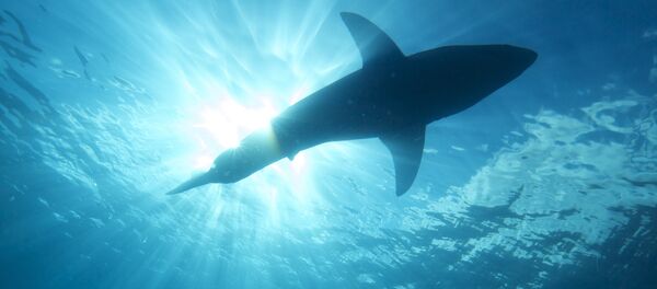 Requin - Sputnik Afrique