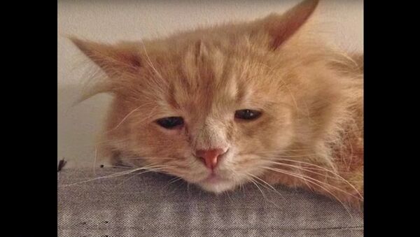 Le chat le plus triste de Russie devient viral sur Internet - Sputnik Afrique