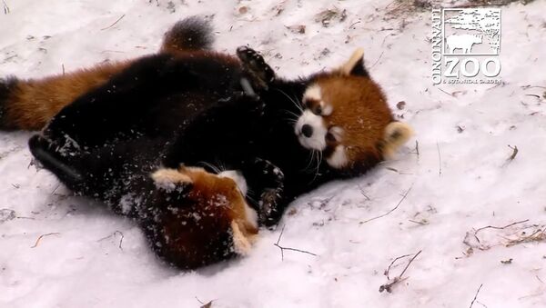 Des pandas éclatants s’amusent dans la neige - Sputnik Afrique