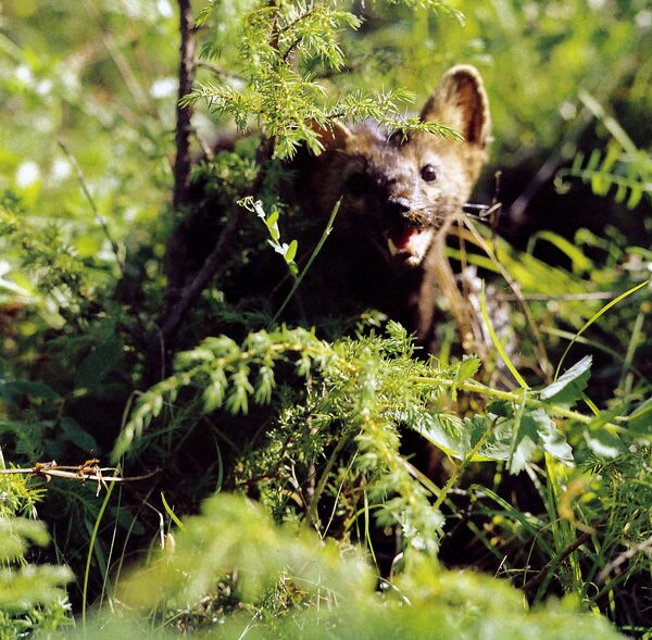 La réserve naturelle de Bargouzine (Bouriatie) - Sputnik Afrique
