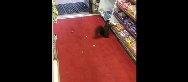 Cet adorable criminel qui pique des barres de chocolat Cet adorable criminel qui pique des barres de chocolat - Sputnik Afrique