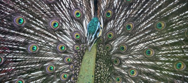 Un paon - Sputnik Afrique