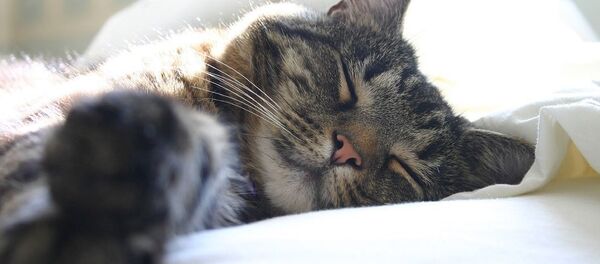 Chat - Sputnik Afrique