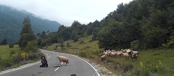 Une bergère attaquée par un mouton - Sputnik Afrique