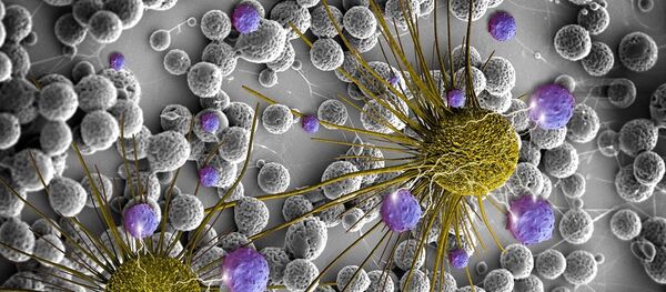 brain cancer cells and released BCNU - Sputnik Afrique