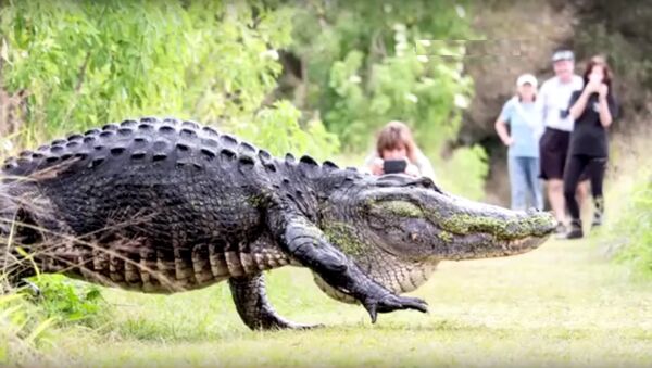 Un alligator qui traverse un chemin devient une vedette en Floride - Sputnik Afrique