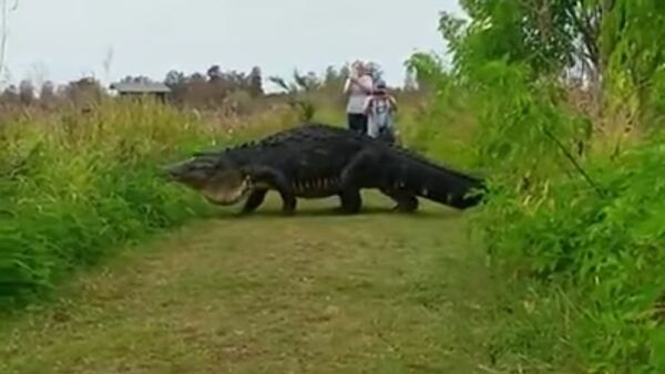 Un alligator géant déambule devant des touristes - Sputnik Afrique