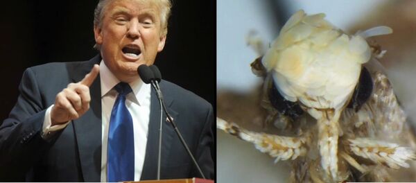 Neopalpa donaldtrumpi - Sputnik Afrique