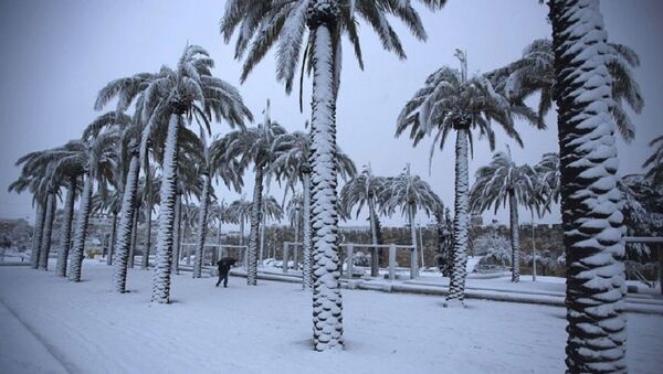 Palm-tree in Snow - Sputnik Afrique