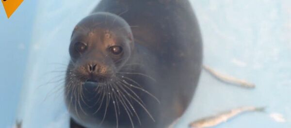 La vie surprenante d’un phoque secourru - Sputnik Afrique