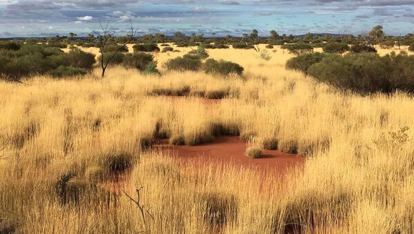 Termite pavements in grassland. By Peter Kendrick 2016 - Sputnik Afrique
