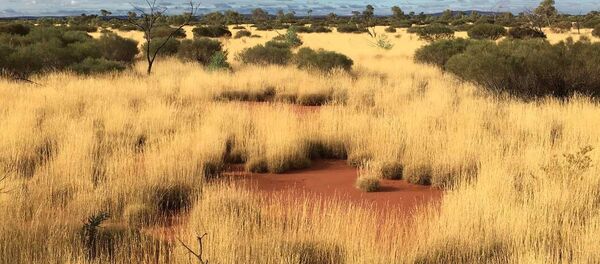Termite pavements in grassland. By Peter Kendrick 2016 - Sputnik Afrique