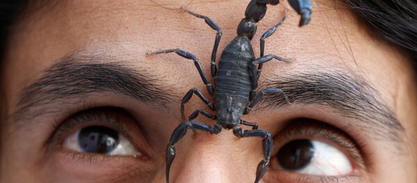 Un scorpion - Sputnik Afrique
