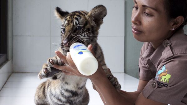 Un bébé tigre reçoit son lait - Sputnik Afrique