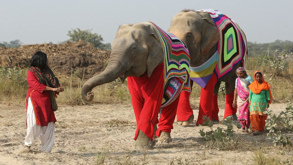 Pour aider les éléphants, ils leur tricotent d’énormes pulls - Sputnik Afrique