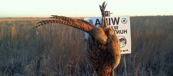 chasse au faisan - Sputnik Afrique