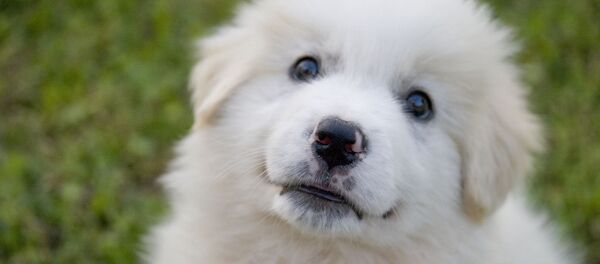 Un chiot du berger de Maremme et des Abruzzes - Sputnik Afrique