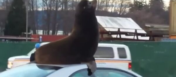 Un lion de mer prend d’assaut une voiture - Sputnik Afrique