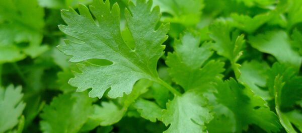 persil - Sputnik Afrique