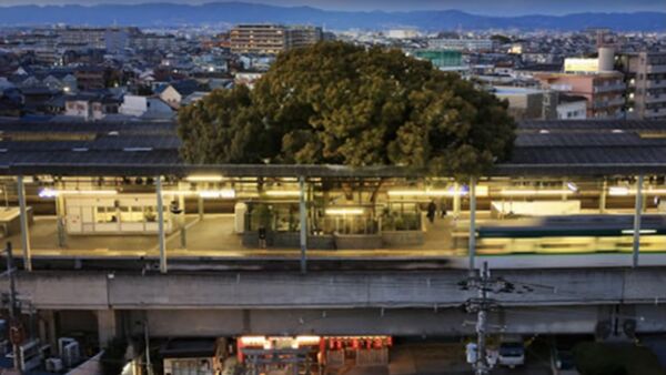 une gare construite au Japon autour d'un arbre vieux de 700 ans - Sputnik Afrique