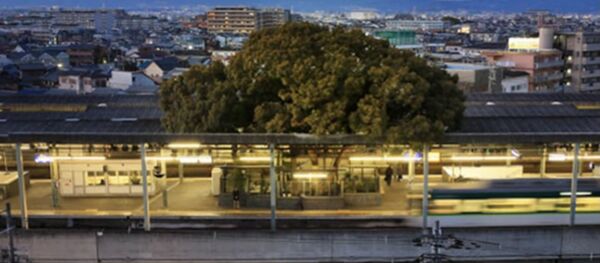 une gare construite au Japon autour d'un arbre vieux de 700 ans - Sputnik Afrique