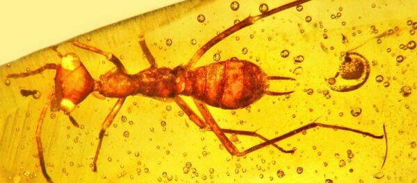 Aethiocarenus burmanicus - Sputnik Afrique