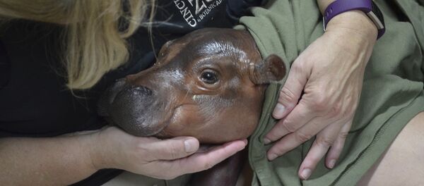 Un garçon d’honneur inhabituel à des fiançailles dans un zoo (photo) - Sputnik Afrique