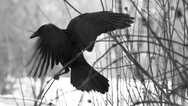 Oiseau noir - Sputnik Afrique