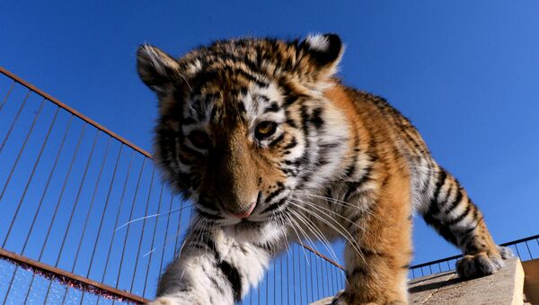 Un jeune tigre de l'Amour - Sputnik Afrique