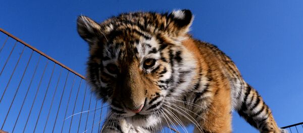 Un jeune tigre de l'Amour - Sputnik Afrique