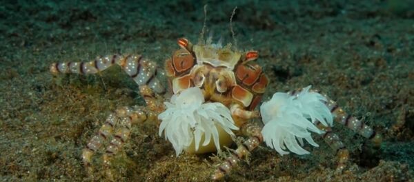 Les crabes-boxeurs se volent l’un l’autre leurs «gants» vivants - Sputnik Afrique