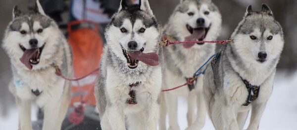 Compétitions de sports de traîneaux « Course de Noël 2017 » sur l’itinéraire du complexe de biathlon de Novossibirsk. - Sputnik Afrique