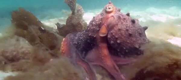 pieuvre pieuvre - Sputnik Afrique