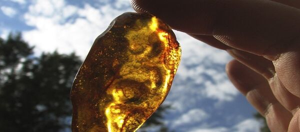 Un «sang de dragon» découvert au bord de la mer Baltique - Sputnik Afrique