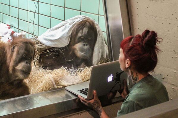 des orang-utans des orang-utans - Sputnik Afrique