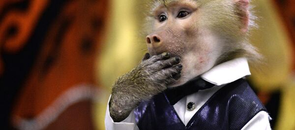 Un singe (image d'illustration) - Sputnik Afrique