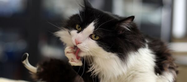 Les nouvelles de nos amis les animaux - Sputnik Afrique