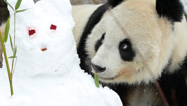 Panda et un bonhomme de neige - Sputnik Afrique