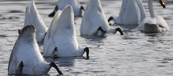 Государственный природный комплексный заказник Лебединый - Sputnik Afrique