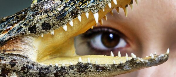 small crocodile - Sputnik Afrique