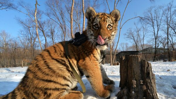 Le tigreau Cherkhan, le fils du tigre Amour, au parc safari du Primorié - Sputnik Afrique