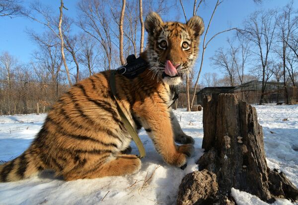 Un tigre de l'Amour - Sputnik Afrique