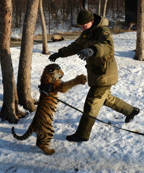 Le tigreau Cherkhan, le fils du tigre Amour, au parc safari du Primorié - Sputnik Afrique