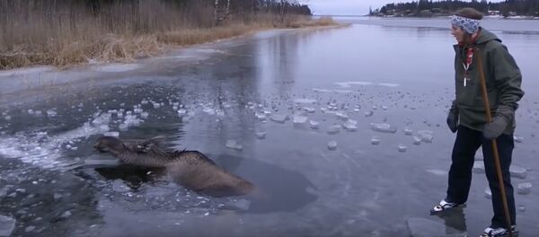 Un couple de Suédois sauve un élan pris dans la glace - Sputnik Afrique
