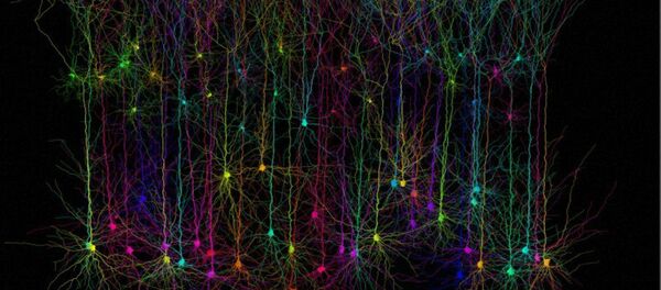 Neurones pyramidaux simulés par ordinateur Neurones pyramidaux simulés par ordinateur - Sputnik Afrique